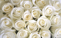 Roses blanches