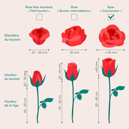 Bouquet de roses Trio festif