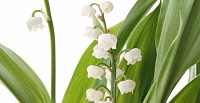 Un joli brin de muguet pour le 1er mai