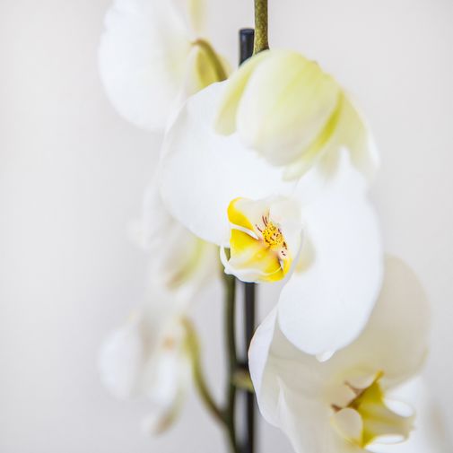 Plantes vertes et fleuries Candide et sa bougie parfumée