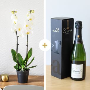 Plantes vertes et fleuries Candide et son champagne Devaux Plantes vertes et fleuries Candide et son champagne Devaux