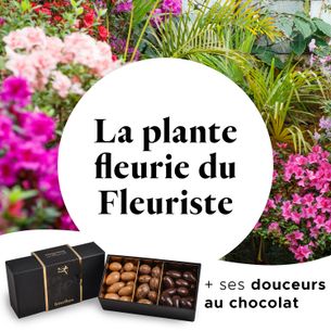 Fleurs et cadeaux La plante fleurie du fleuriste et ses amandes au chocolat