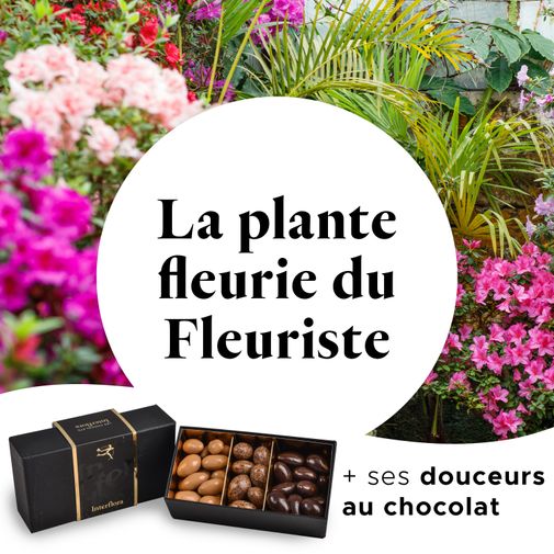 Fleurs et cadeaux La plante fleurie du fleuriste et ses amandes au chocolat