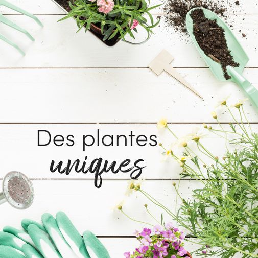 Fleurs et cadeaux La plante fleurie du fleuriste et ses amandes au chocolat