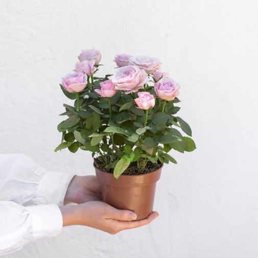 Bouquet de fleurs Rosier