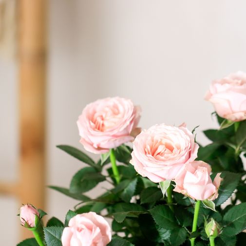 Bouquet de fleurs Rosier