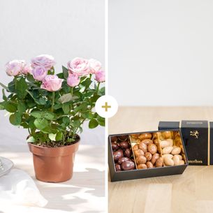 Bouquet de fleurs Rosier et ses amandes au chocolat Pâques