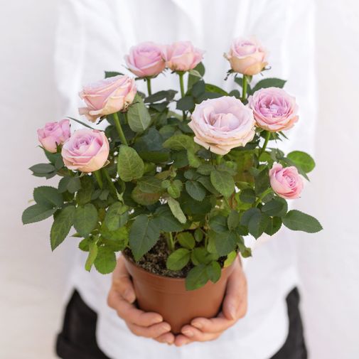 Plantes vertes et fleuries Rosier et ses amandes au chocolat