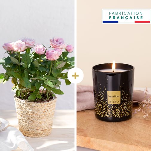 Fleurs et cadeaux Rosier et sa bougie parfumée