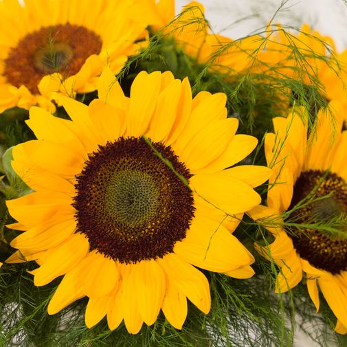 Bouquet de fleurs Brassée de Tournesols