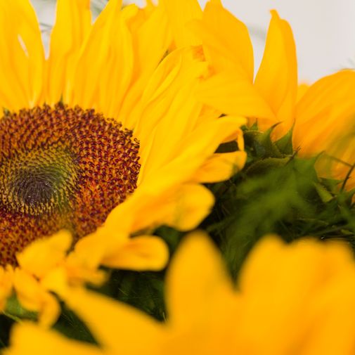 Bouquet de fleurs Brassée de Tournesols