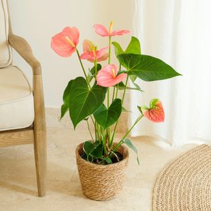 Plantes vertes et fleuries Anthurium Bon rétablissement