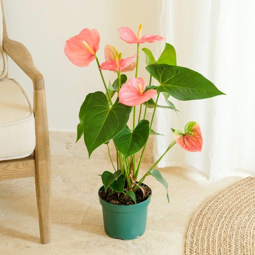 Plantes vertes et fleuries Anthurium