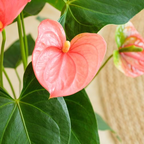 Plantes vertes et fleuries Anthurium