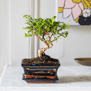 Plantes vertes et fleuries Bonsai Carmona Fête des grands-pères