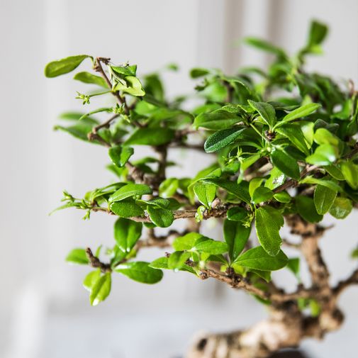 Plantes vertes et fleuries Bonsai Carmona