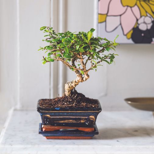 Fleurs et cadeaux Bonsai Carmona - Bélier