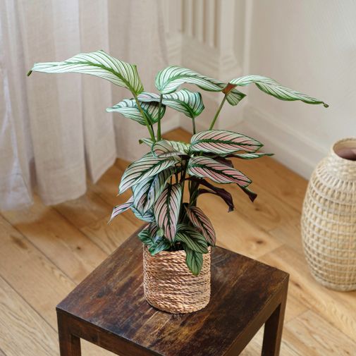 Plantes vertes et fleuries Calathea Majestica White Star