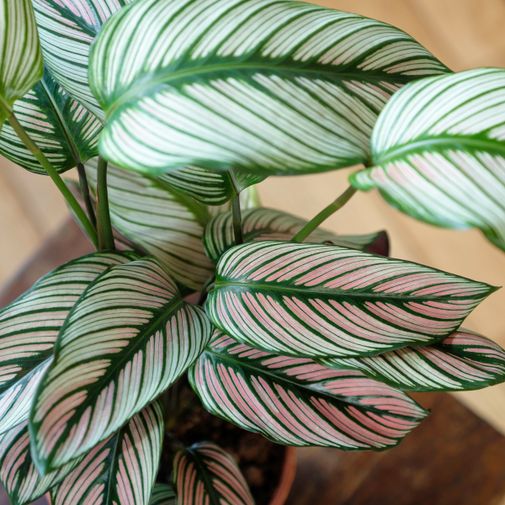 Plantes vertes et fleuries Calathea Majestica White Star