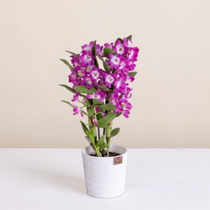 Plantes vertes et fleuries Dendrobium Anniversaire