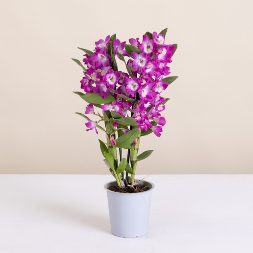 Plantes vertes et fleuries Dendrobium