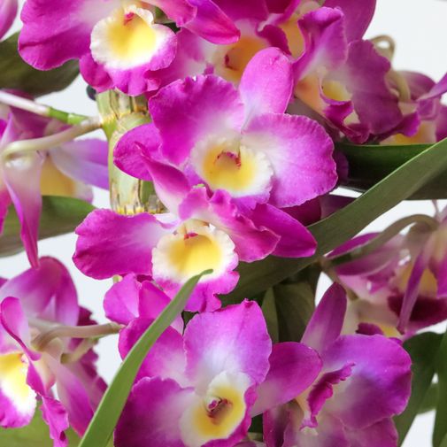 Plantes vertes et fleuries Dendrobium