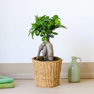 Plantes vertes et fleuries Ficus Ginseng Bon rétablissement