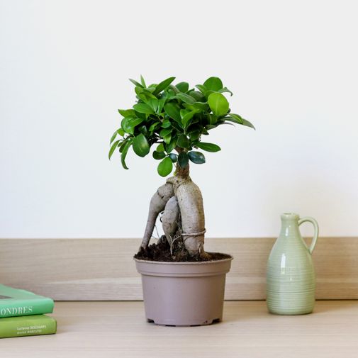 Plantes vertes et fleuries Ficus Ginseng