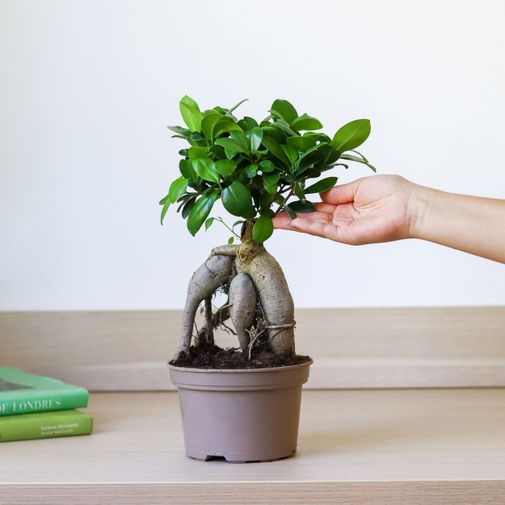 Plantes vertes et fleuries Ficus Ginseng