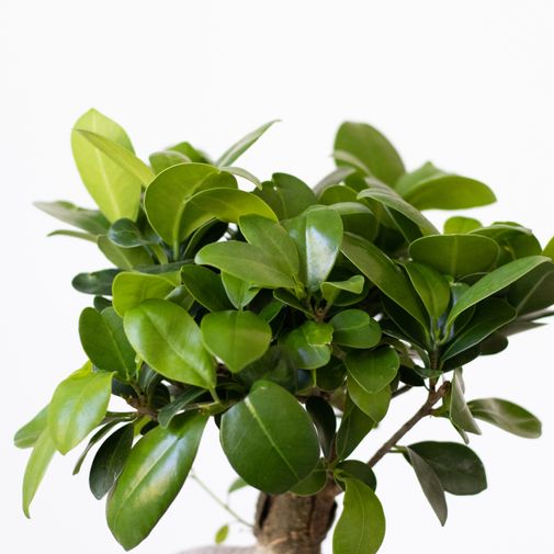 Plantes vertes et fleuries Ficus Ginseng