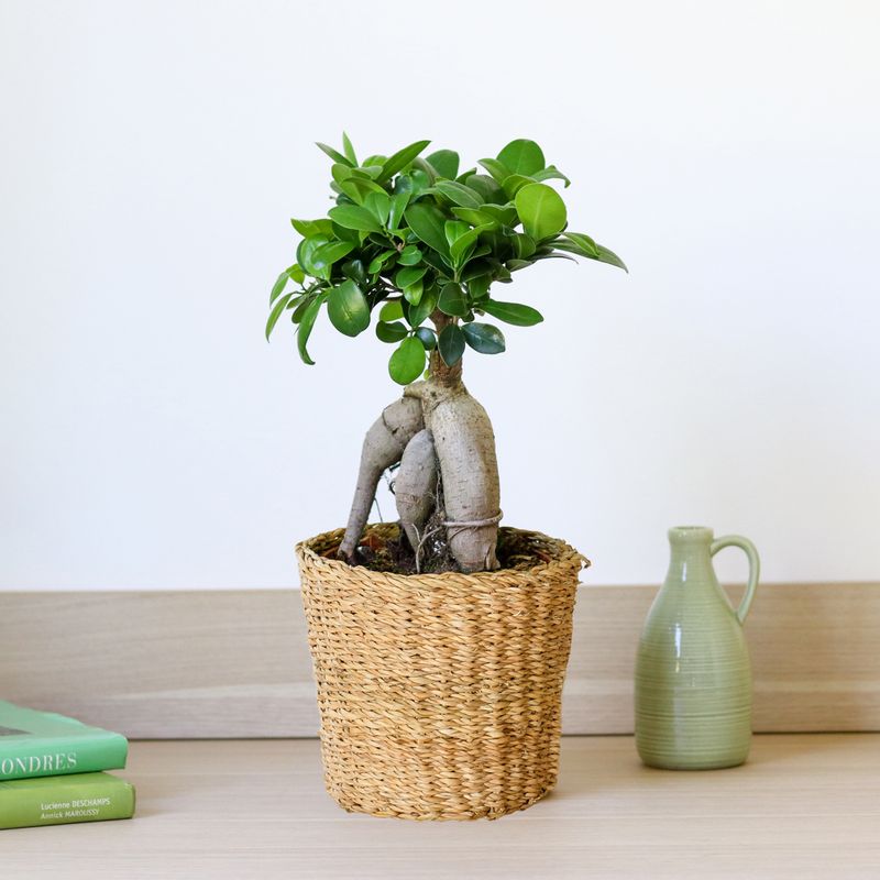 Plantes vertes et fleuries Ficus Ginseng