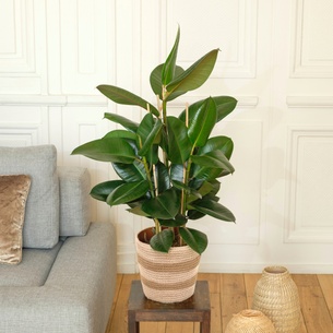 Plantes vertes et fleuries Ficus Elastica Robusta Collection Hommes