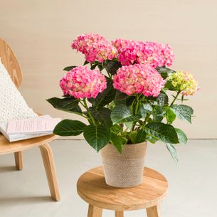 Plantes vertes et fleuries Hortensia