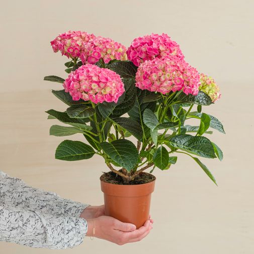 Plantes vertes et fleuries Hortensia