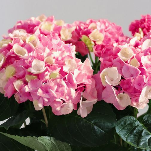 Plantes vertes et fleuries Hortensia