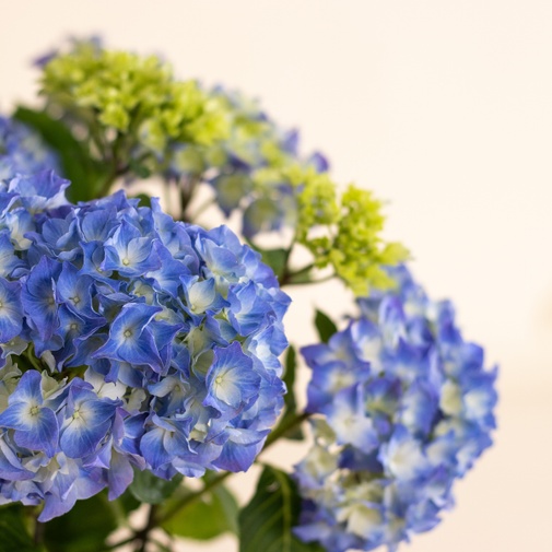 Plantes vertes et fleuries Hortensia