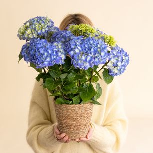 Plantes vertes et fleuries Hortensia bleu Fête des Pères