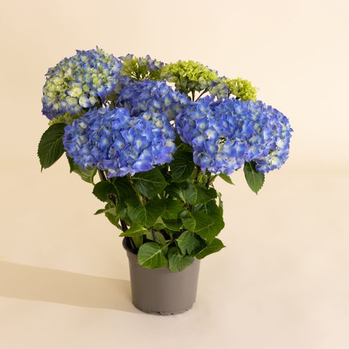 Plantes vertes et fleuries Hortensia bleu