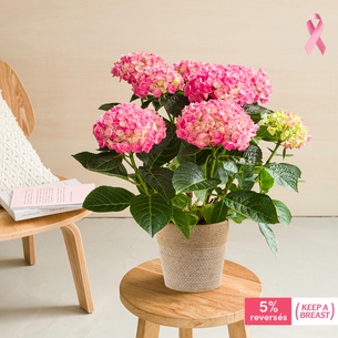 Plantes vertes et fleuries Hortensia Anniversaire