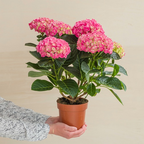 Plantes vertes et fleuries Hortensia