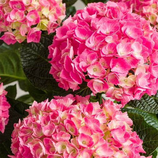 Plantes vertes et fleuries Hortensia