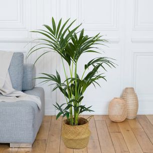 Plantes vertes et fleuries Kentia Collection Hommes