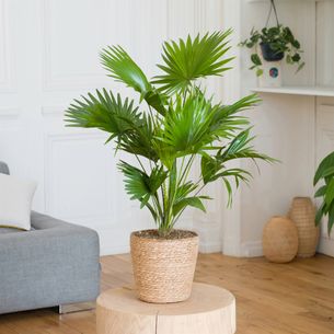 Plantes vertes et fleuries Palmier Livistona Pour le plaisir