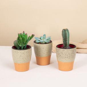 Plantes vertes et fleuries Trio de mini cactus et succulentes Pour le plaisir