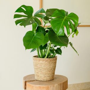 Plantes vertes et fleuries Monstera Deliciosa Fleurissement occasionnel