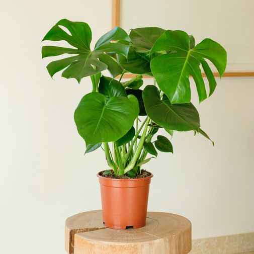 Plantes vertes et fleuries Monstera Deliciosa