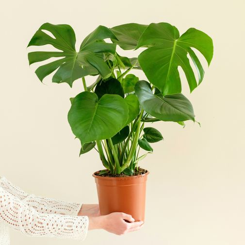 Plantes vertes et fleuries Monstera Deliciosa