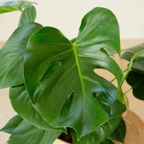 Plantes vertes et fleuries Monstera Deliciosa