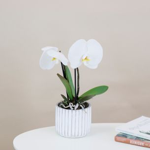 Plantes vertes et fleuries Phalaenopsis Singolo Anniversaire