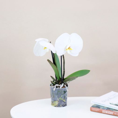 Plantes vertes et fleuries Phalaenopsis Singolo